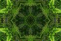 Fern Kaleidoscope
Picture # 2193