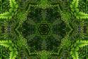 Fern Kaleidoscope
Picture # 2193
