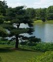 Pine Tree in the Japanese Garden
Picture # 2211