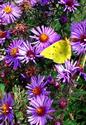 Butterfly on Asters
Picture # 2320
