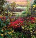 Autumn Glory
Picture # 2293