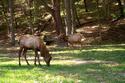 Elk Grazing
Picture # 2895
