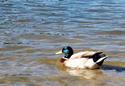 Duck
Picture # 2896
