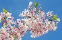 Apple Blossoms
Picture # 3045