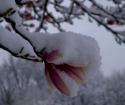 Magnolia Blanketed in Snow
Picture # 3724

