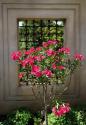 Oleander
Picture # 3429