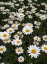 Summer Daisies
Picture # 3430