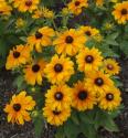 Rudbeckia `TigerEye Gold`
Picture # 3442