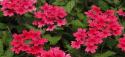 Verbena
Picture # 3444