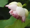 Lotus Blossom
Picture # 3456