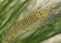 Grass Seeds
Picture # 3130