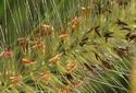 Grass Seeds Closeup
Picture # 3131