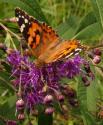 Painted Lady Butterfly on Ironweed
Picture # 3629