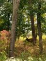 Elk
Picture # 3633