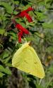 Clouded Sulphur Butterfly
Picture # 3631