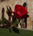 Autumn Rose
Picture # 3648