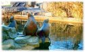 Seals
Picture # 74