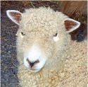Sheep
Picture # 82