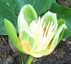 Tulip Tree Flower
Picture # 278
