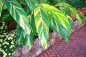 Jewel Box Greenhouse
Picture # 39