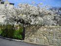 The Cherry Tree
Picture # 2984
