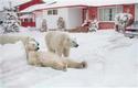 Security Snow Bears
Picture # 2962