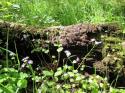 covered log
Picture # 3880