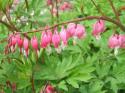 Bleeding Hearts
Picture # 3804