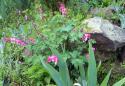 Bleeding hearts 2
Picture # 3805