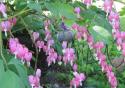 Bleeding hearts 3
Picture # 3808