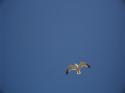 Seagull
Picture # 3943