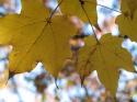 Autumn Leaves
Picture # 3968