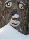 Cold Mr. Tree
Picture # 2444