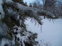 Iced
Picture # 3376