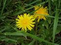 Dandelion
Picture # 2070
