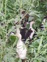 See the pretty ducks!!
Picture # 2912