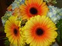 Bouquet of Gerber Daisies
Picture # 2304
