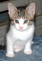 Gizmo
Picture # 1716