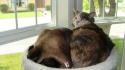 Chance & Ruby
Picture # 4090