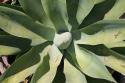 Cactus Plant
Picture # 3475