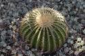 In the Cactus Garden
Picture # 3473
