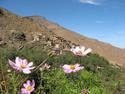 Berber Village
Picture # 2819