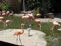 Flamingos and Chick
Picture # 3408