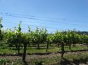 Grapevines
Picture # 3605
