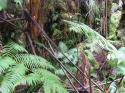 Jungle Microclimate
Picture # 4094
