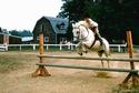 Show Horse
Picture # 1167
