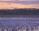 Snow Geese at Sunset
Picture # 952
