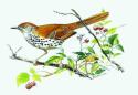 Brown Thrasher
Picture # 1390
