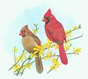 Cardinal and Forsythia
Picture # 1392
