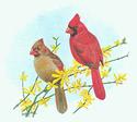Cardinal and Forsythia
Picture # 1392